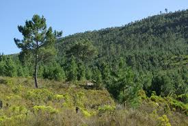 Managed forestry — biomass supply